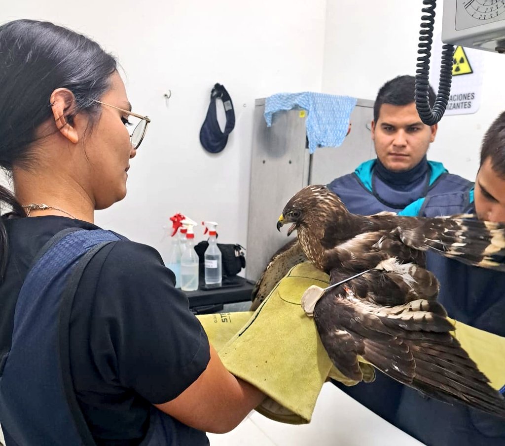 CARCDMB's tweet photo. 🦅😨 Con su ala izquierda completamente rota, trasladamos al ejemplar de #Califormia a nuestro #CAVCDMB el pasado 22 de feb.
De inmediato iniciamos su proceso de recuperación con antibioterapia, suministro de analgésicos y una intervención quirúrgica con pines intramedulares.🧵 https://t.co/7SBsjnNSLn