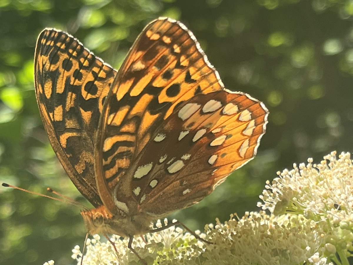 Leslie Chabala tweet media