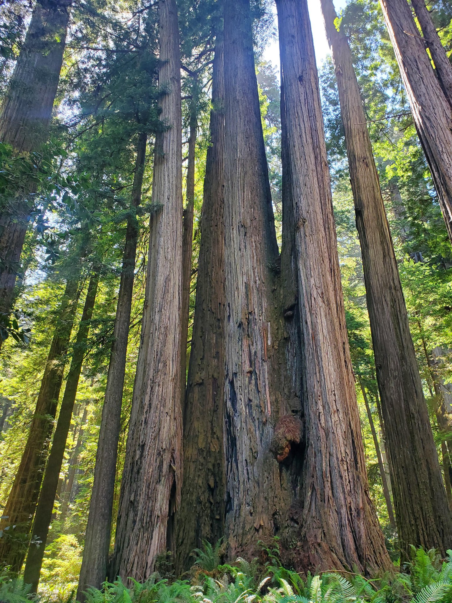 Redwood N&S Parks on Twitter ""Always be on the lookout for the