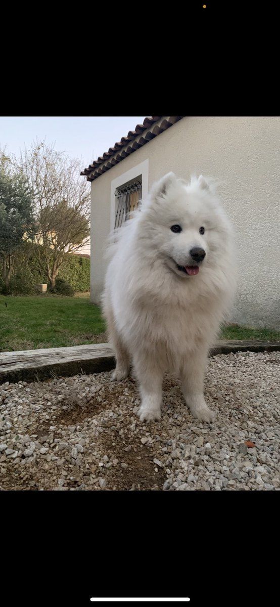 na_roux's tweet photo. @petalert_france 

Perdu !!!

Nous venons de perdre notre chienne plume âge de 3 ans au niveau de la route d’ussas ( en face du camping) dans la Forêt de Vesseaux
07200.

Nous aurions besoin de votre aide pour la retrouver, contacter moi en MP https://t.co/yPnrqubR6l
