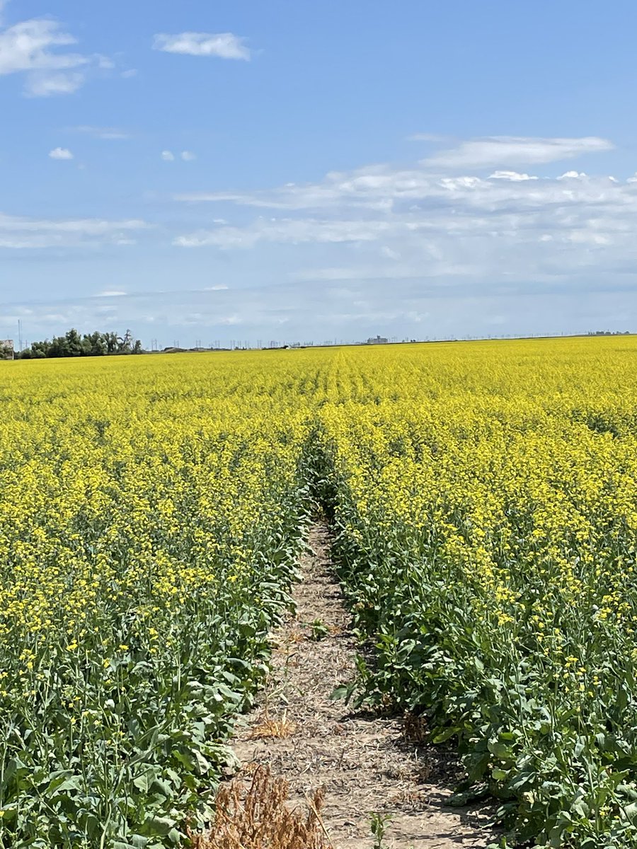 Had the pleasure of having <a href="/NicoleSendziak/">Nicole Sendziak</a> with AMVAC out looking at the Canola Foliar plot. Good visual here of the BSure product on the right and control on the left.