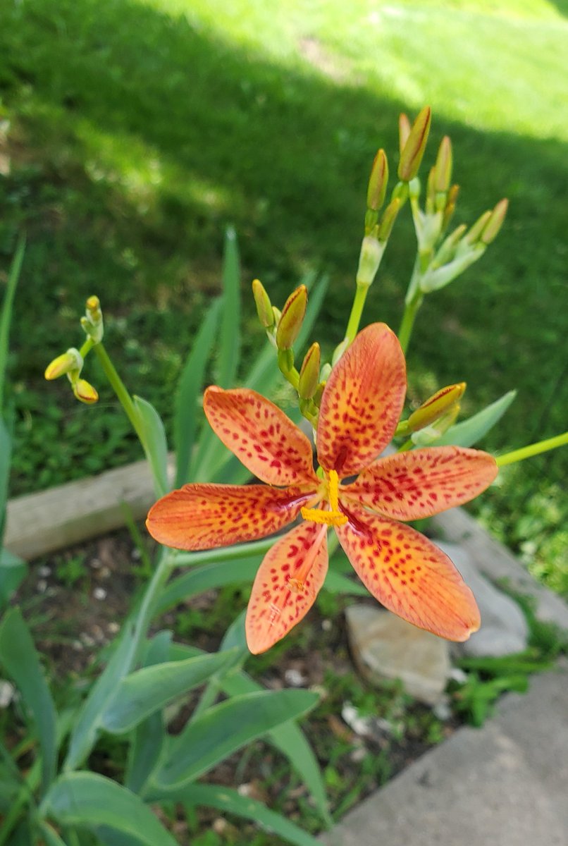 MMcLaughlinsong's tweet image. God makes beauty in all shapes and sizes