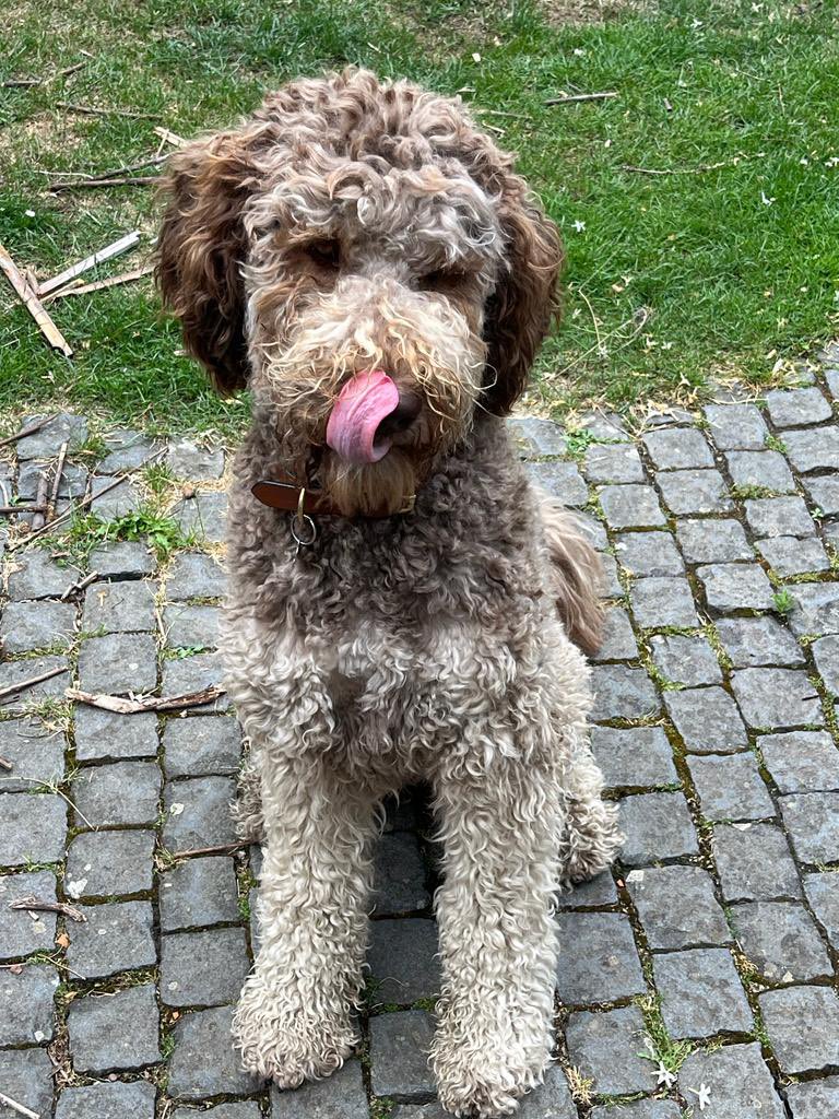 MulberryDeFloof's tweet photo. @BDBCo Mum puts me in the boot. I like it the but I stick my head through into the middle to licks passenger ears https://t.co/m1BdNgHMvu
