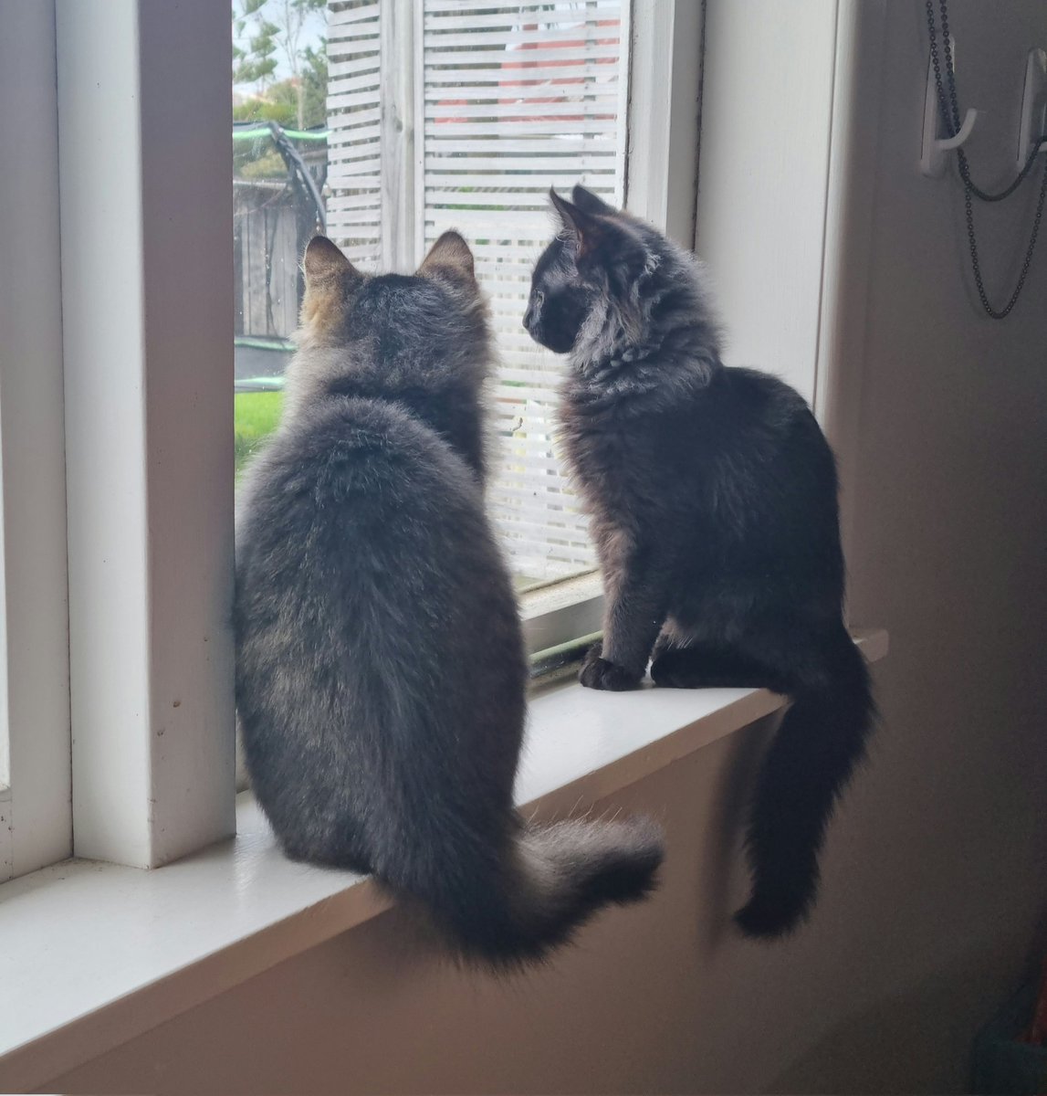 NZAllison's tweet photo. Part of child minding this week included keeping an eye on these two new interlopers, Thor and Loki. Listen to the purr in the video.
#CatMinding https://t.co/JraF91RIY5