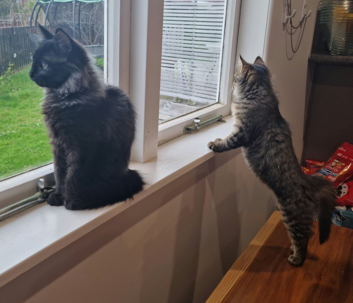 NZAllison's tweet photo. Part of child minding this week included keeping an eye on these two new interlopers, Thor and Loki. Listen to the purr in the video.
#CatMinding https://t.co/JraF91RIY5