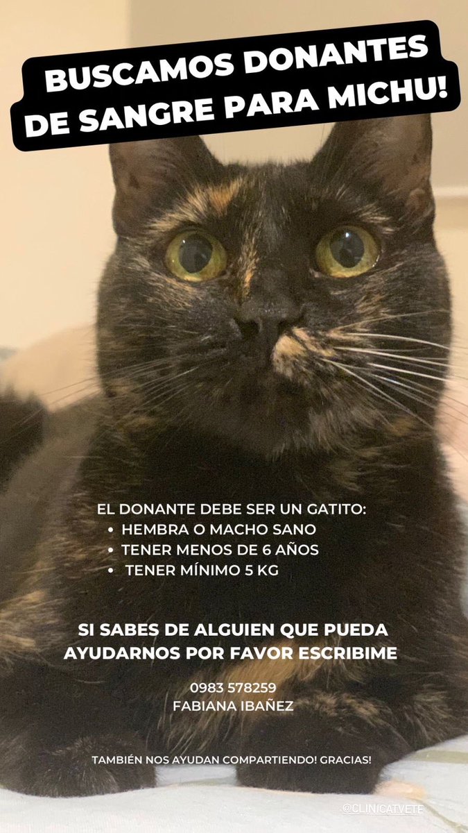 Si pueden ayudar mi querida <a href="/fa_ibanez/">Fabi Ibañez</a> y su Michi Michu que necesita de donantes gatunos para continuar con su tratamiento les voy a estar muy agradecidos.. 

Como siempre se dice, hoy por mi mañana por ti ❤️