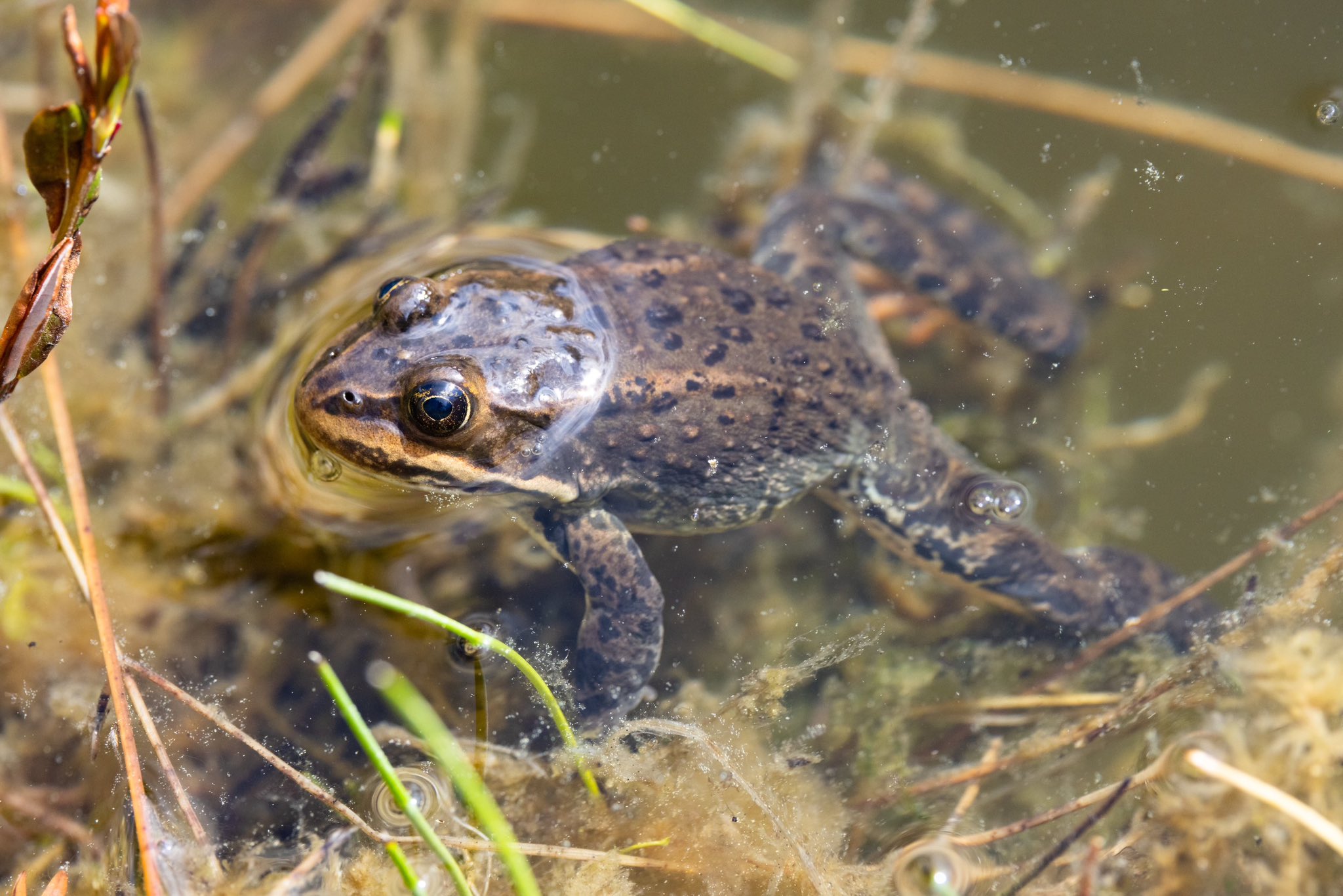 Yellowstone National Park on Twitter "Did you know Yellowstone surveys