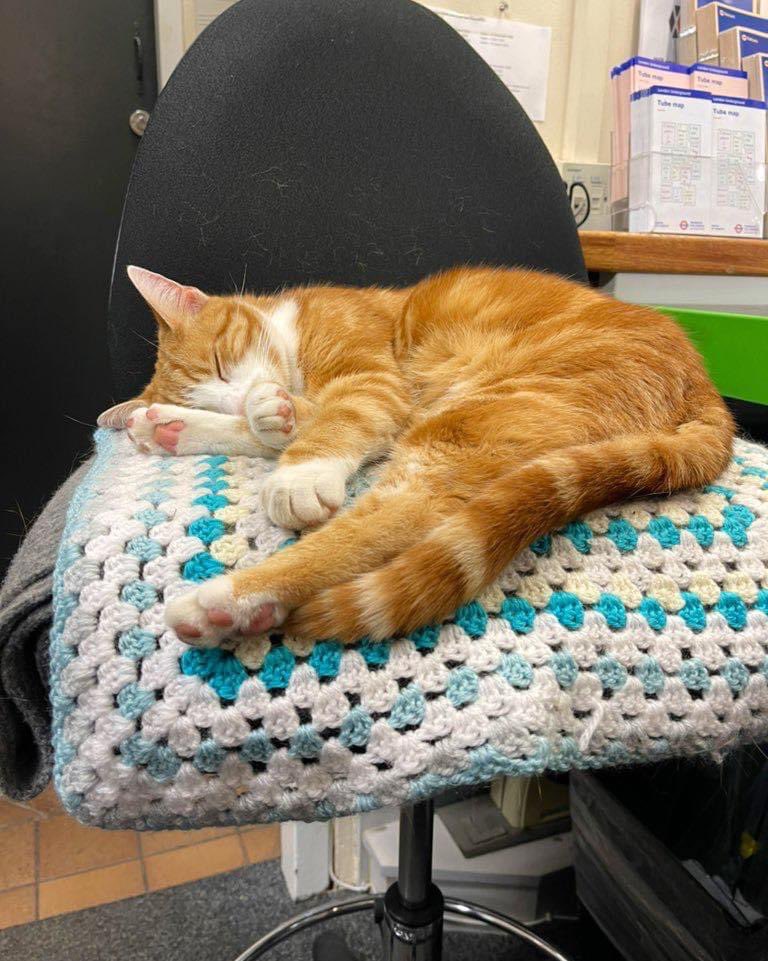 george-the-stourbridge-junction-station-cat-on-twitter-night-night