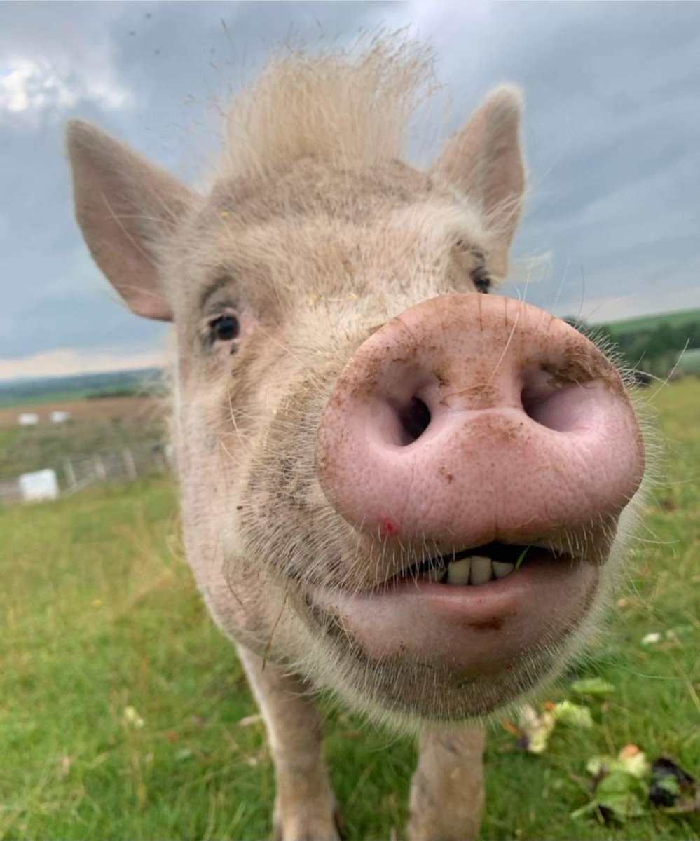 StokeAnimal's tweet photo. We'll be welcoming some fantastic rescues &amp; charities inc 
@FootprintsAnim1 @UkRescue @DMTDRSG @GreyhoundGap &amp; Freedom Furrever - they'll have some amazing items for sale / tombola prizes up for grabs to raise funds for their vital work.
#StaffsVeganFest #AnimalRights https://t.co/tGSV5Cr57z