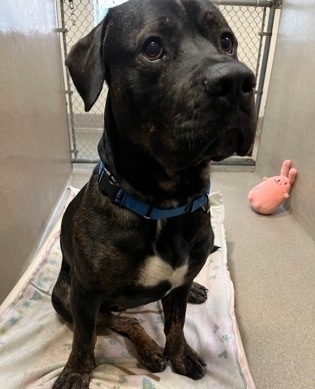 Do you recognize any of these dogs? Help us get these dogs back home! Description and photos below. If you own or recognize any of these dogs, please call (703) 931-9241 or email mail@awla.org. Thank you!