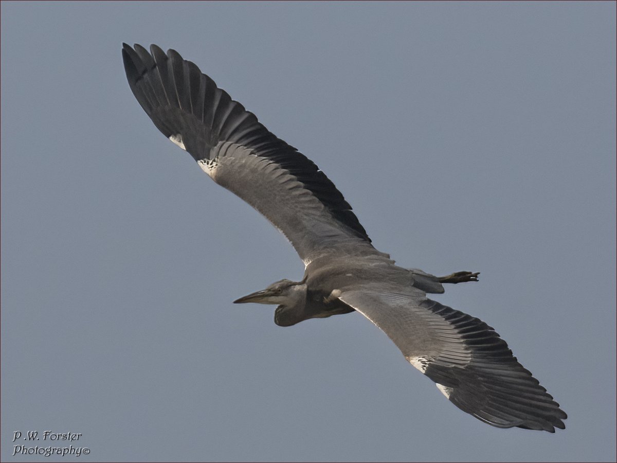 paul230156's tweet photo. Heron flyover south Gare Recent 
@teesbirds1 @WhitbyNats @clevelandbirds @teeswildlife @DurhamBirdClub @TeesmouthNNR @RSPBSaltholme @YWT_North @YorksWildlife @NTBirdClub @WildlifeMag @_BTO #ukbirds #heron #birds #nohide https://t.co/nXuHlsCmwr