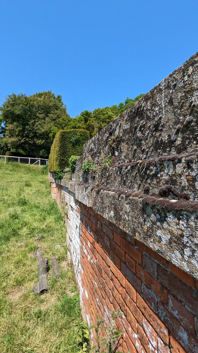 LemonStephen's tweet photo. @kent_field held a very productive bioblitz in early June at @GoodnestonePark with 400 species recorded over a 24 hour period.  My contribution included the moss Leucodon sciuroides from the house wall. https://t.co/48yOgGMGPJ