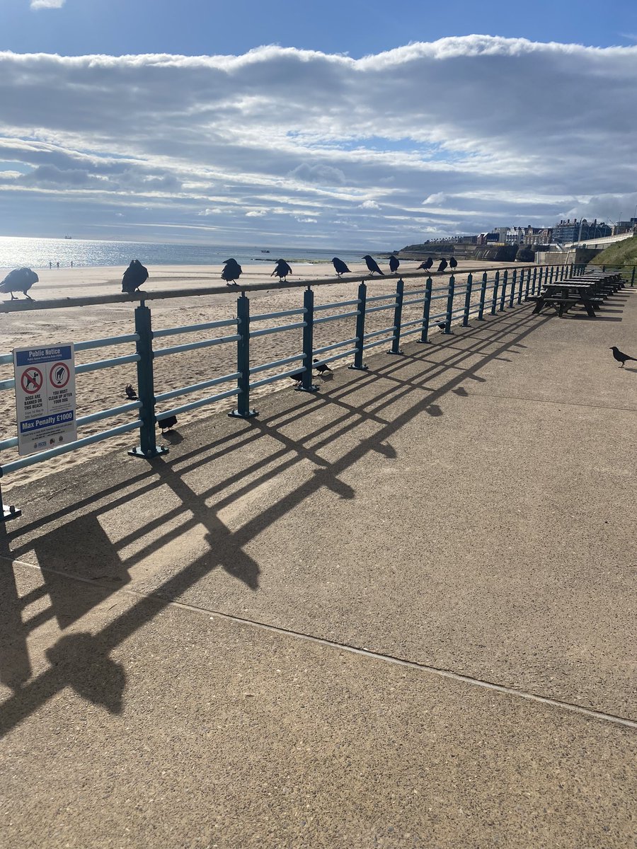 Beautiful Whitley Bay, looking like a scene from The Birds 😂