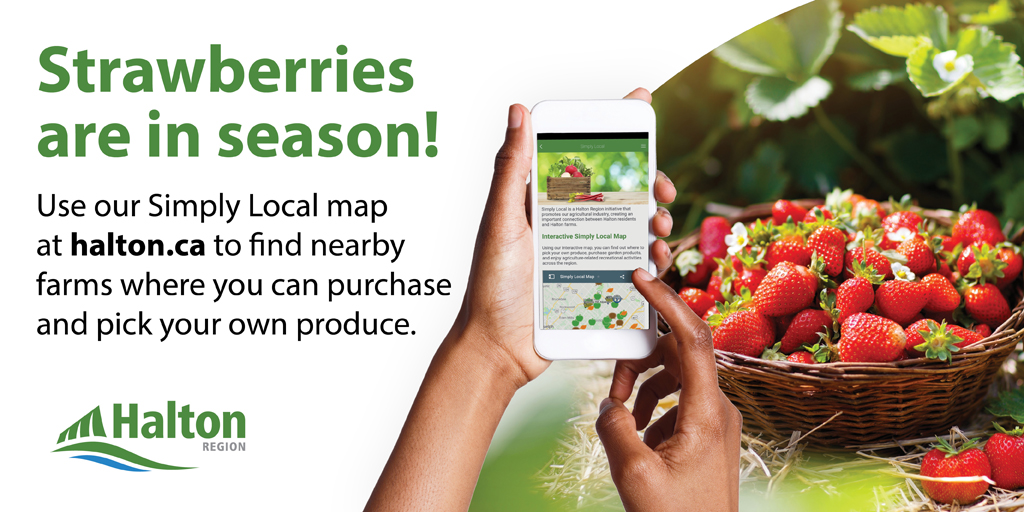 RegionofHalton's tweet image. Strawberries are in season in #HaltonON! 🍓 Use our #SimplyLocal online map to find farms where you can purchase or pick your own strawberries: ow.ly/Rmat50P4re1