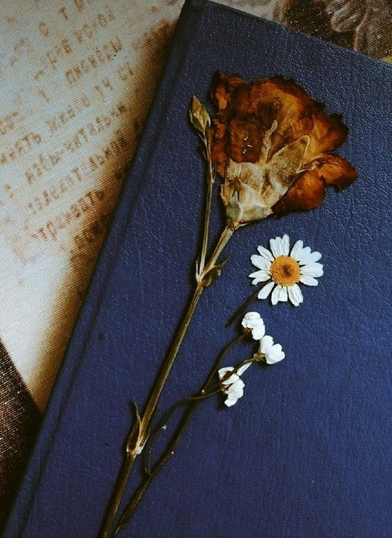 poetical photos. (@poeticalphotos) on Twitter photo 