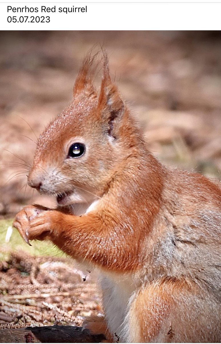 ACHUB PENRHOS / SAVE PENRHOS NATURE RESERVE 🍃💚🍃 tweet media