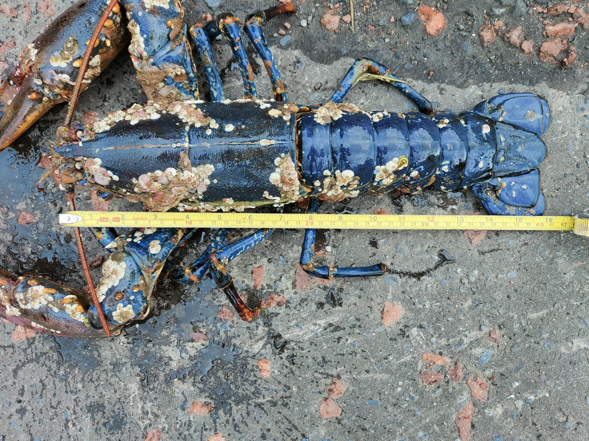 kelkee's tweet photo. Asking all fisher people… My brother just found this on the beach in Ballywalter- is it a rare blue lobster?? #lobster #northernireland #ards #fishing https://t.co/4zlKcgdBwQ