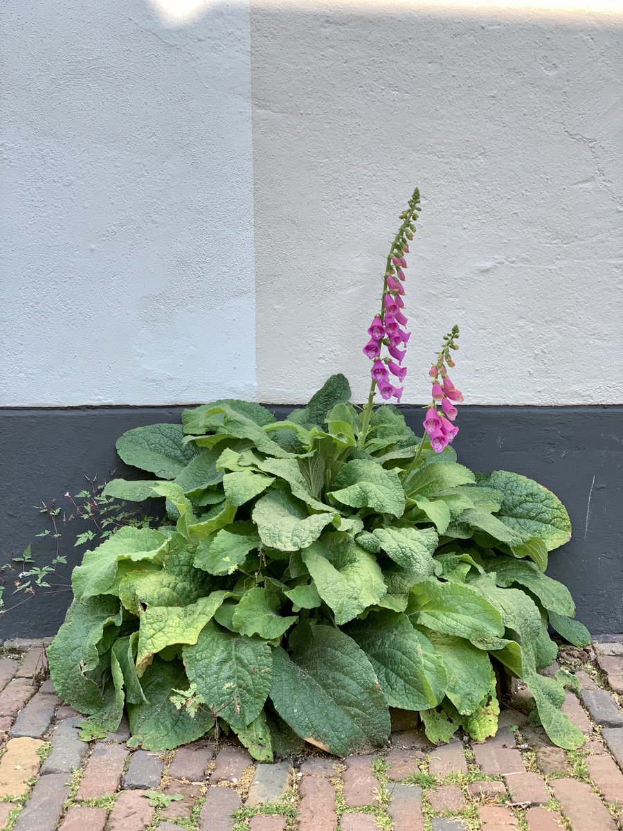 GrrGardeners033's tweet photo. Amersfoortse geveltuinen https://t.co/k98bMyWy3b