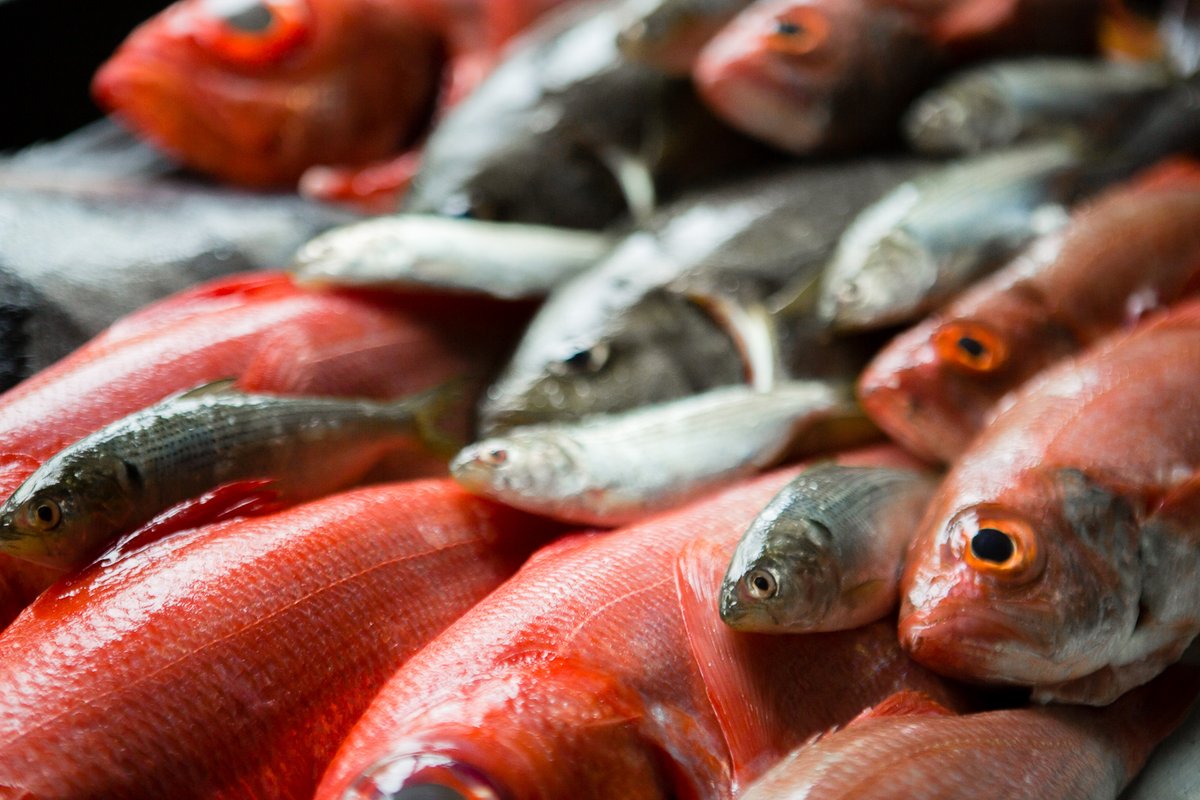 Be sure to check our Catch of the Day menu at <a href="/SushiDenDenver/">Sushi Den Denver</a>  sushiden.net/our-menu/