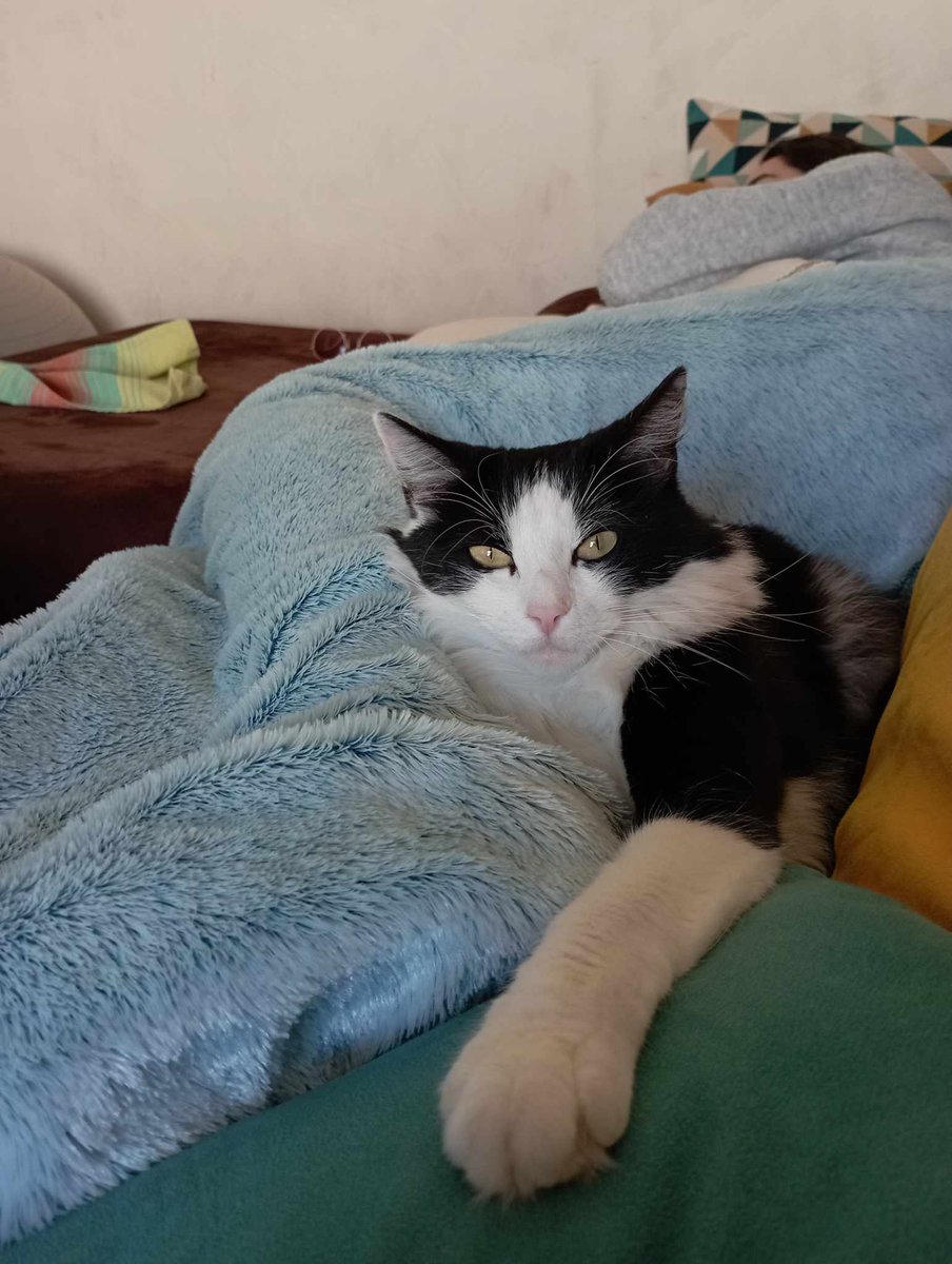 popsbebechat's tweet photo. Avec ma maine qu'on est chez les granhumains, Kelle a fire lasieste cet aprem et ke mwa j'ai montir la garde pour être sûre elle l'a fasse bien kom il faut tres bon chat/20 https://t.co/cwcAbZ8BHL