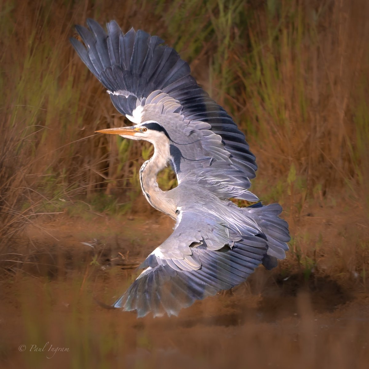 @sykesjeff #heron taken at #rspbstaidans on Canon R6