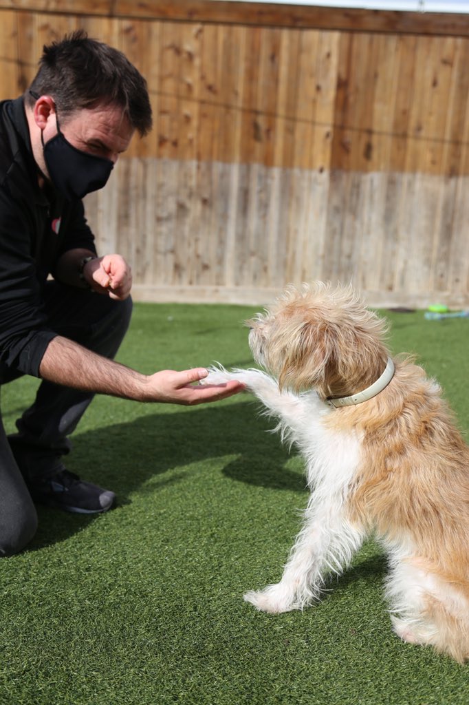 Would you like to lend us a hand? Being a 501(c)(3) non-profit, we are constantly in need of volunteers looking to help our staff and rescues! To apply to become a volunteer, please send your resume and availability to our team at volunteer@vanderpumpdogs.org!