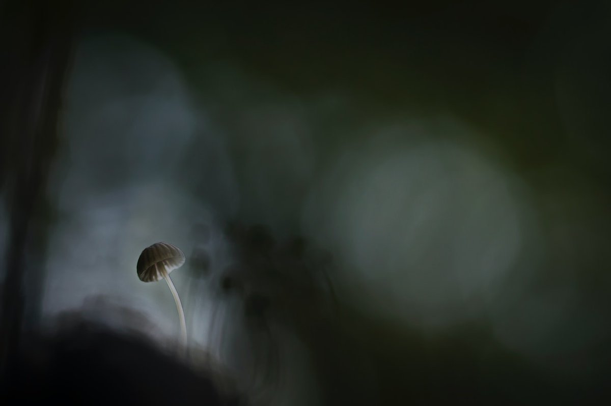 Drugsinceu's tweet photo. Neuropsychologen en psychiaters beweren dat het bewijs voor grootschalige implementatie van psychedelische medicijnen onvoldoende is.

https://t.co/T7haCwTRqp https://t.co/jrXw19FqKm