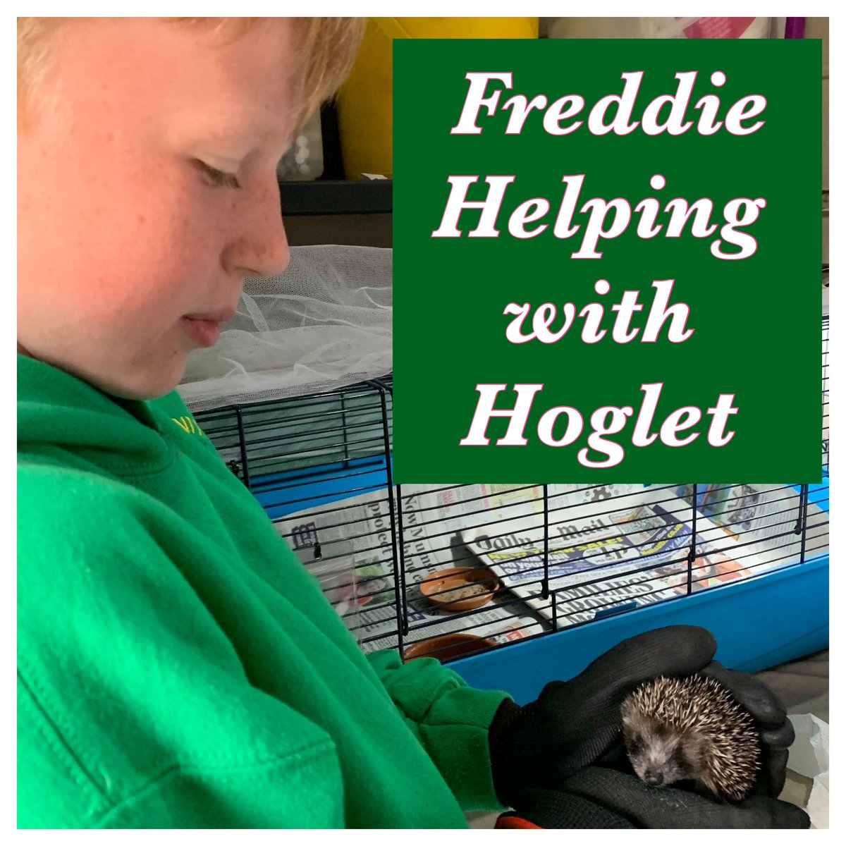 We have several hoglets in both our rescues and are lucky enough to have help from our cousin's .