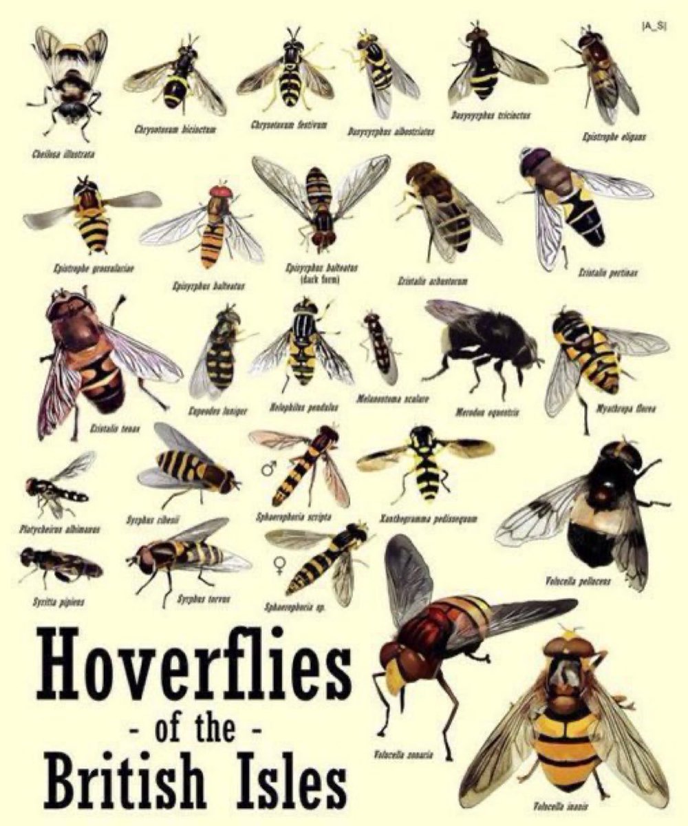 Hoverflies are important pollinators - with 280 species in the UK alone. Each time you let wildflowers grow, plant nectar-rich plants, allow ivy to flower, or avoid pesticides, you'll be helping these beneficial insects! Pic via @EcoRecording