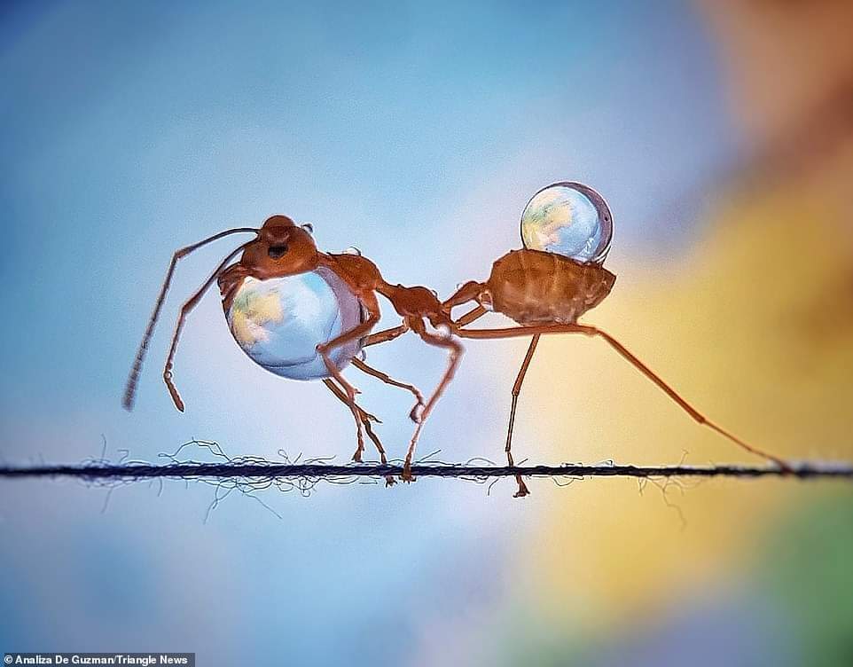 babs4america's tweet photo. WATER CARRIER
Photographer Analiza Daran De Guzman photographed ants walking along a piece of string in her garden in the Philippines carrying small droplets of water. Using a cellphone with a clip-on macro lens.
#wildaware #animals #nature #ant https://t.co/Pvd3JdSGaX