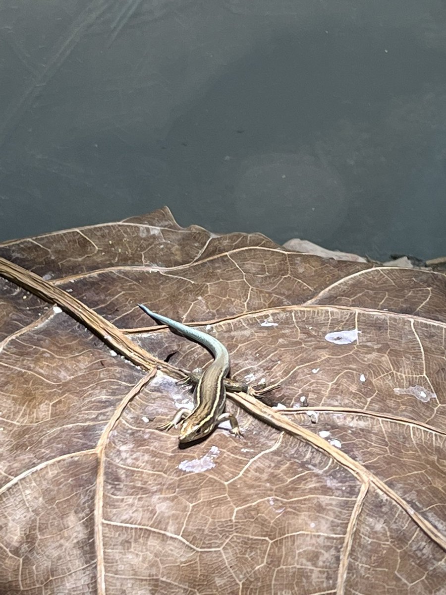 DelphinePouget's tweet photo. Another day another zoo @chesterzoo where @NaturalEngland @NEChiefSci @NENorthWest colleagues and @_AndyClements were shown behind the scenes captive breeding of some of the most endangered species from across the world. Their passion was uplifting! #conservationtranslocation https://t.co/7D97WwsMEA
