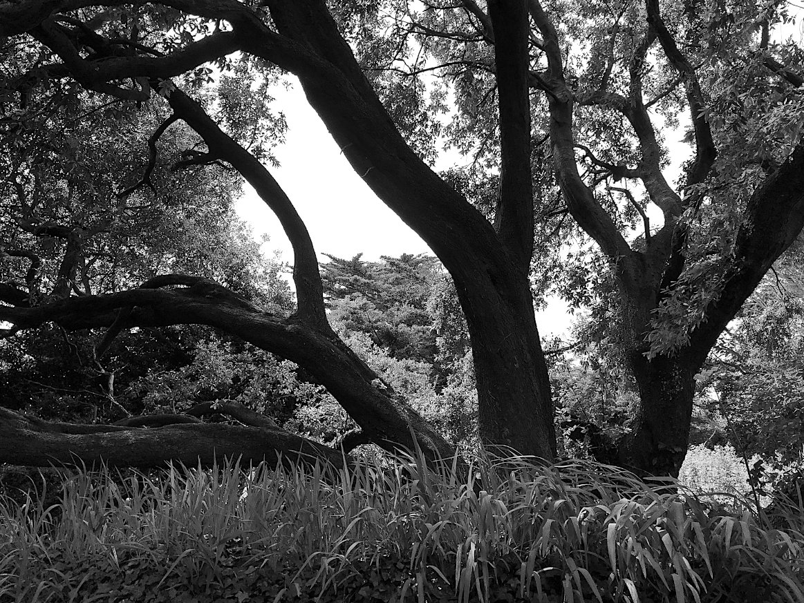 HooklandGuide's tweet photo. I am the type of witch who believe it's easier to have a spiritual connection and conversation with some guardian trees than with certain self-appointed High Priestesses. My witchery is of the guerrilla coven, not status game pisspuffinry.  – #EmilBanting, 1981 #WitchWednesday https://t.co/dU4VthQsLI