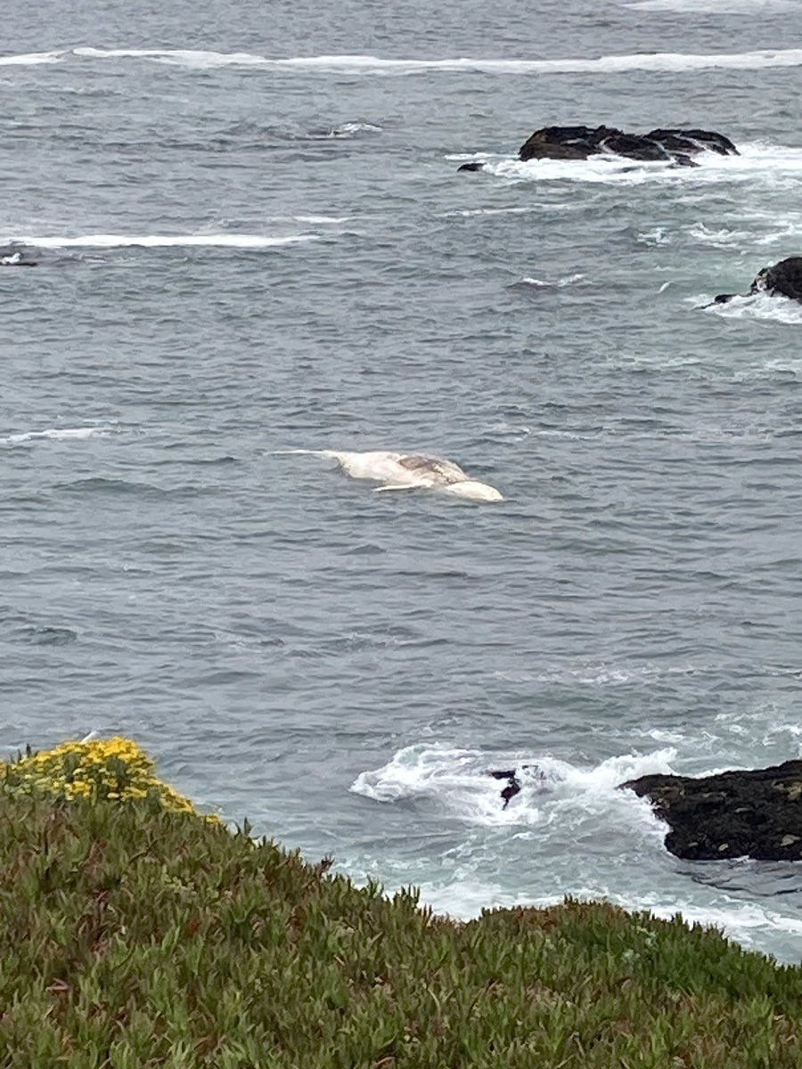 LagierMeredith's tweet photo. @TMMC Whale carcass at Bodega Head https://t.co/ed69gvNYOM