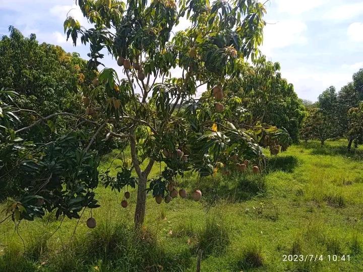 YhindraB's tweet photo. Recorrido conjunto ANAP, Minag, Gobierno y Agricultura Urbana por fincas pertenecientes a la Empresa Empresa Agropecuaria Del Oeste, CCS Adalberto Pacheco y CPA Osvaldo Padrón. Bajo las dificultades solo nos resta crecernos. #ConTodosLaVictoria
#SiempreEs26.
#Mariel https://t.co/ltqT2FP2Dr
