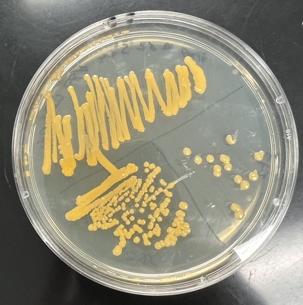 Pitt Bio Outreach tweet media