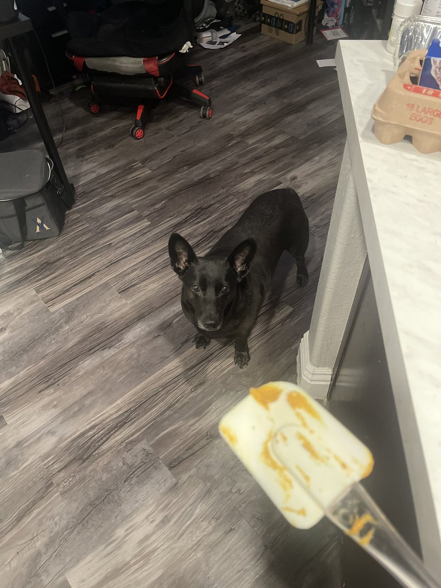 CultofSirenx's tweet photo. @johnnyklutch and I adopted Nori exactly a year ago 😭🖤

We love her so much our lil goth Corgi 🖤 https://t.co/8Hs5jvpxqU