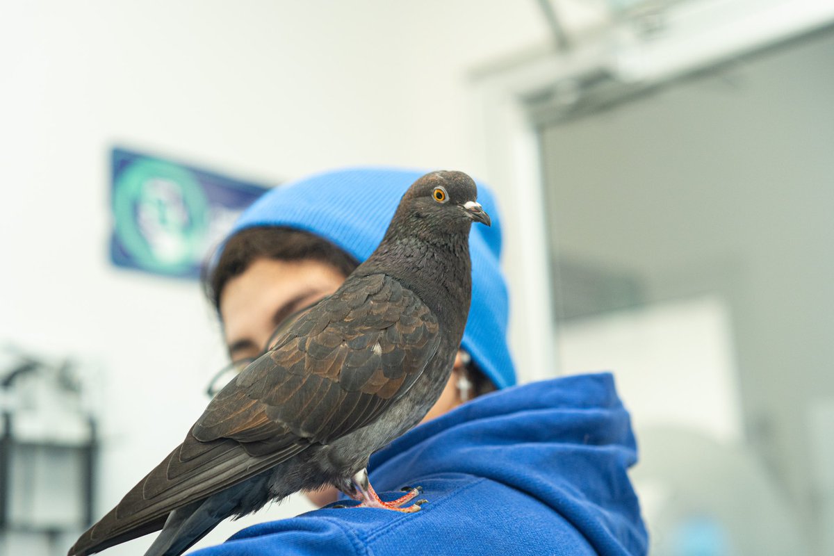¡Una visita inusual en Chivo Pets! 😮😎

Te presentamos a una mascota muy peculiar, su nombre es Kevin, es una paloma de castilla y también mascota de Tania Medrano, quien nos compartió algunos datos curiosos. 🤓