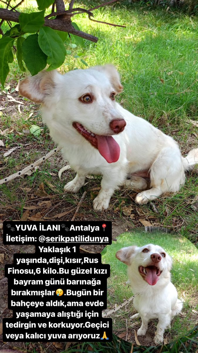 🐾YUVA İLANI🐾ANTALYA 📍
İletişim👉🏻 @serikpatilidunya
Bu güzellik, bayramda barınağa bırakılan çocuklardan biri.Rus Finosu,1 yaşlarında,6 kilo,dişi,kısır.Barınaktan bir bahçeye aldık ama evde yaşamaya alışık olduğu için, tedirgin ve korkuyor.🙏