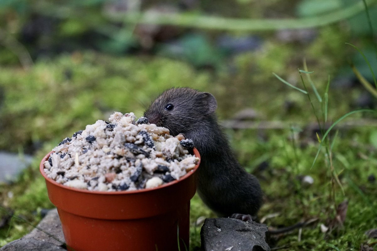 LmcdSony's tweet photo. I am a very patient woman! 🤔 I saw a bank vole in the wee wood last week and there was the challenge……. A pot of temptation and he was mine! #nature is #wonderful #photo #photography @Natures_Voice #BBCWildlifePOTD #bankvole https://t.co/FJwwKvDdWl