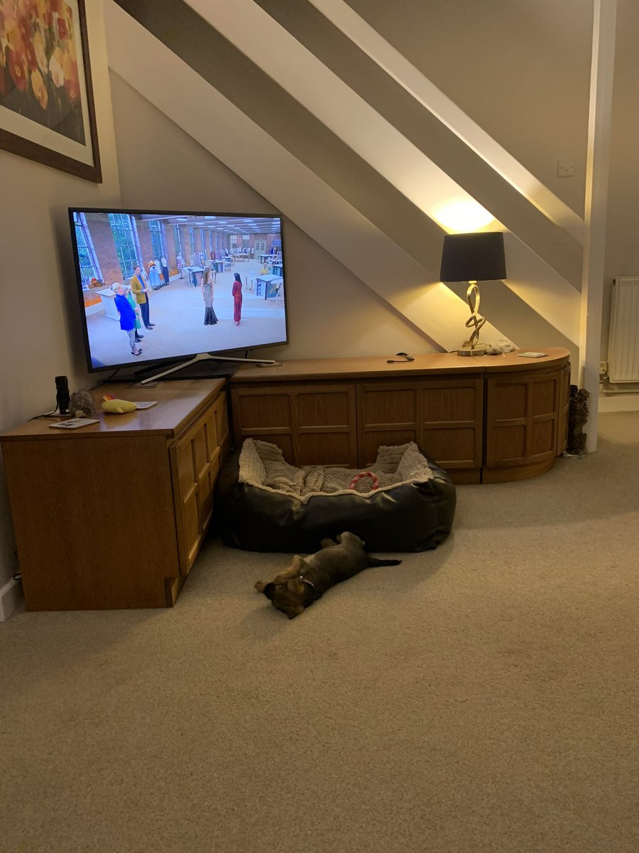 Am I doing this bed thing right? #BTPosse #dogsoftwitter #dogs #dogsontwitter