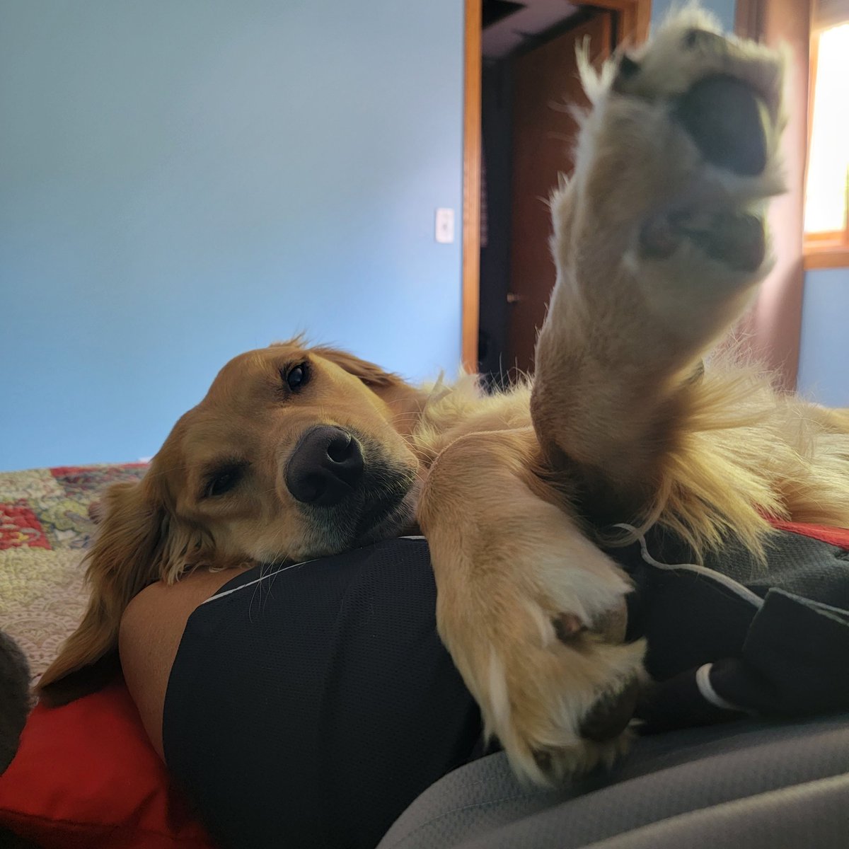 Just hanging out with Mom......#Rosie #CrossedPaws #Relax #Goldens