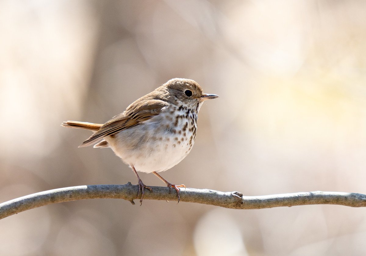 USFWS's tweet photo. It's potato season in forests across the country! Welcome your potatoes! WELCOME THEM.

Does a hermit thrush look like a potato? In our opinion, yes. This round feathery friend is a bit smaller than a robin &amp; is often heard &amp; not seen, hence the name hermit.

📸: Danielle Brigida https://t.co/eG51sFYZTd