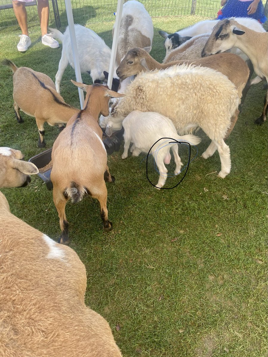 moneygo8t's tweet image. G.O.A.T. 😎 

#Goatknowledge 

goatopedia.com/why-are-goats-…