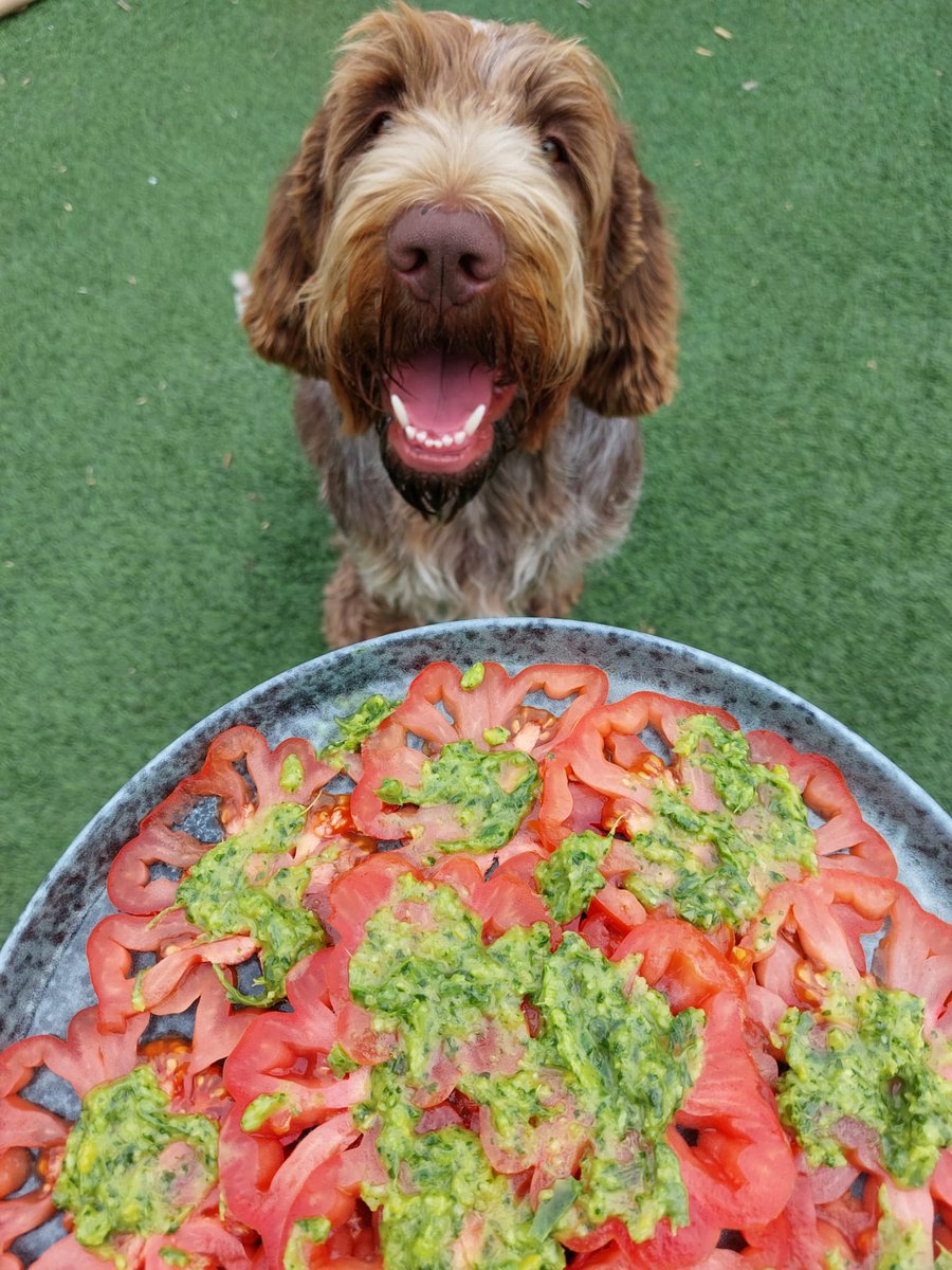 TimeLine cleaner: one of my dogs with a tomatosalad😜