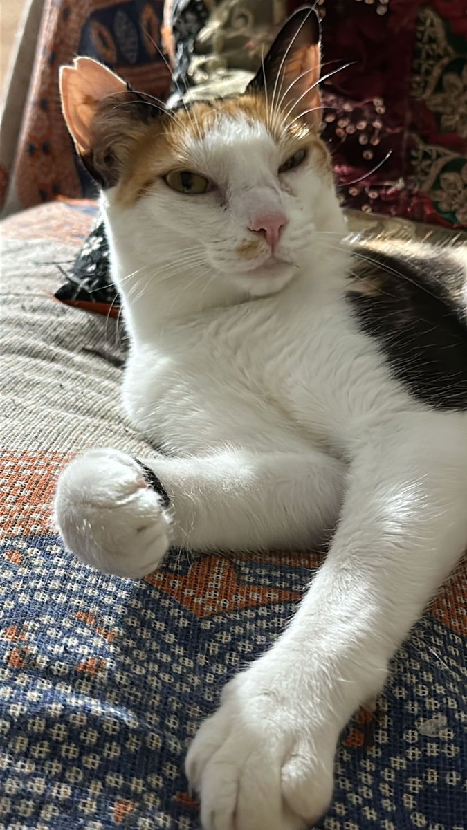 Gato Ancelotti