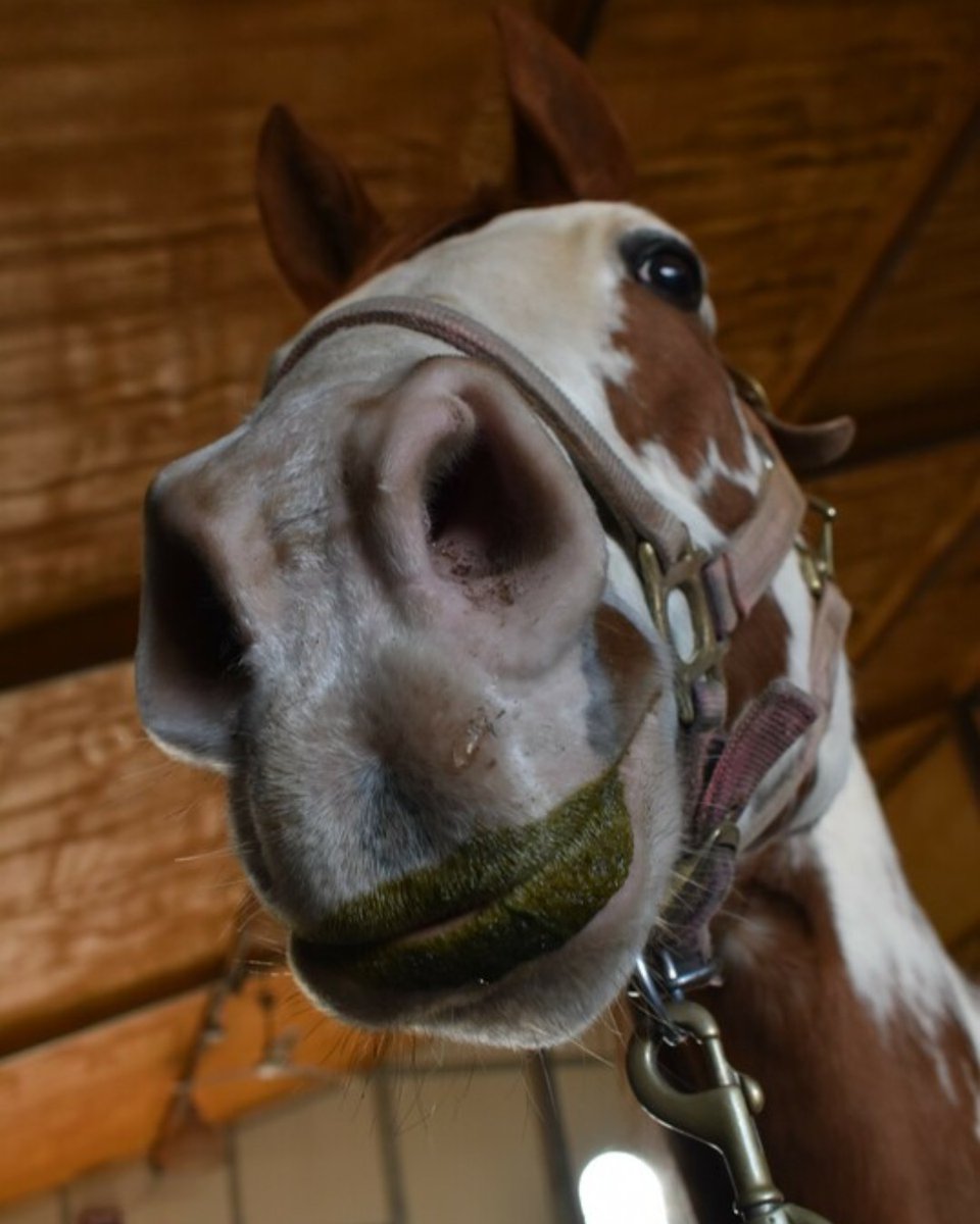 ASPCA's tweet photo. "OH HI! Just thought I'd say hello 😊" - Rowan's Hunter🐴 Rowan is adoptable in Maryland at ASPCA Right Horse partner, @DEFHR and is looking forward to finding a best friend to lounge around with. If he sounds like your perfect match, visit https://t.co/OgyZY1Wabv https://t.co/lRolazRm4s