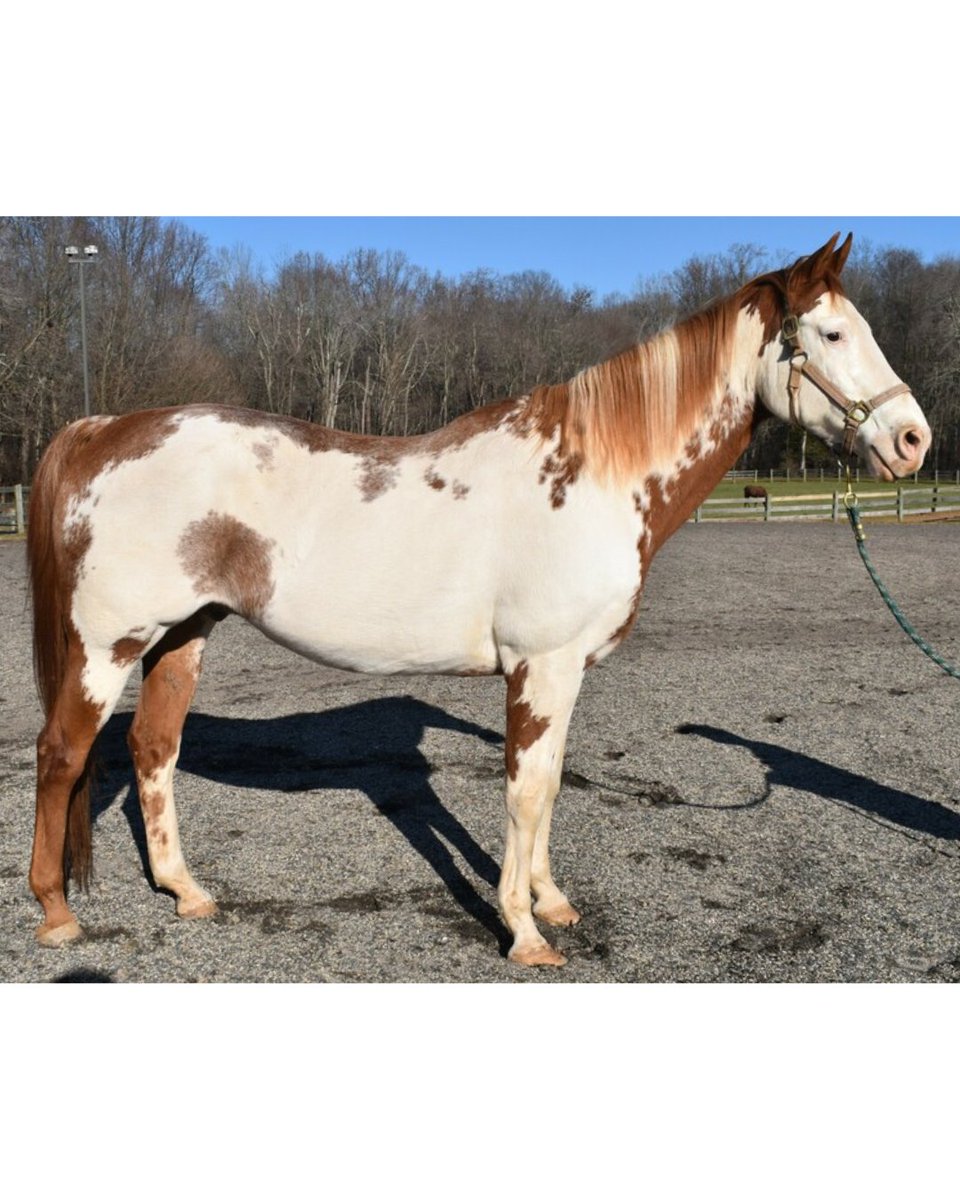 ASPCA's tweet photo. "OH HI! Just thought I'd say hello 😊" - Rowan's Hunter🐴 Rowan is adoptable in Maryland at ASPCA Right Horse partner, @DEFHR and is looking forward to finding a best friend to lounge around with. If he sounds like your perfect match, visit https://t.co/OgyZY1Wabv https://t.co/lRolazRm4s