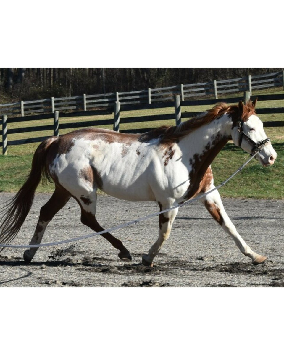 ASPCA's tweet photo. "OH HI! Just thought I'd say hello 😊" - Rowan's Hunter🐴 Rowan is adoptable in Maryland at ASPCA Right Horse partner, @DEFHR and is looking forward to finding a best friend to lounge around with. If he sounds like your perfect match, visit https://t.co/OgyZY1Wabv https://t.co/lRolazRm4s