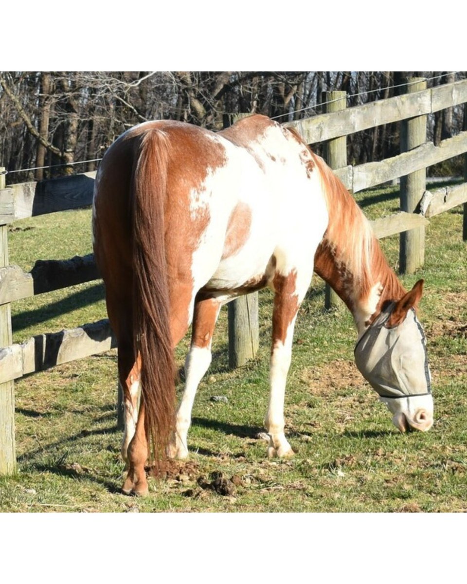 ASPCA's tweet photo. "OH HI! Just thought I'd say hello 😊" - Rowan's Hunter🐴 Rowan is adoptable in Maryland at ASPCA Right Horse partner, @DEFHR and is looking forward to finding a best friend to lounge around with. If he sounds like your perfect match, visit https://t.co/OgyZY1Wabv https://t.co/lRolazRm4s