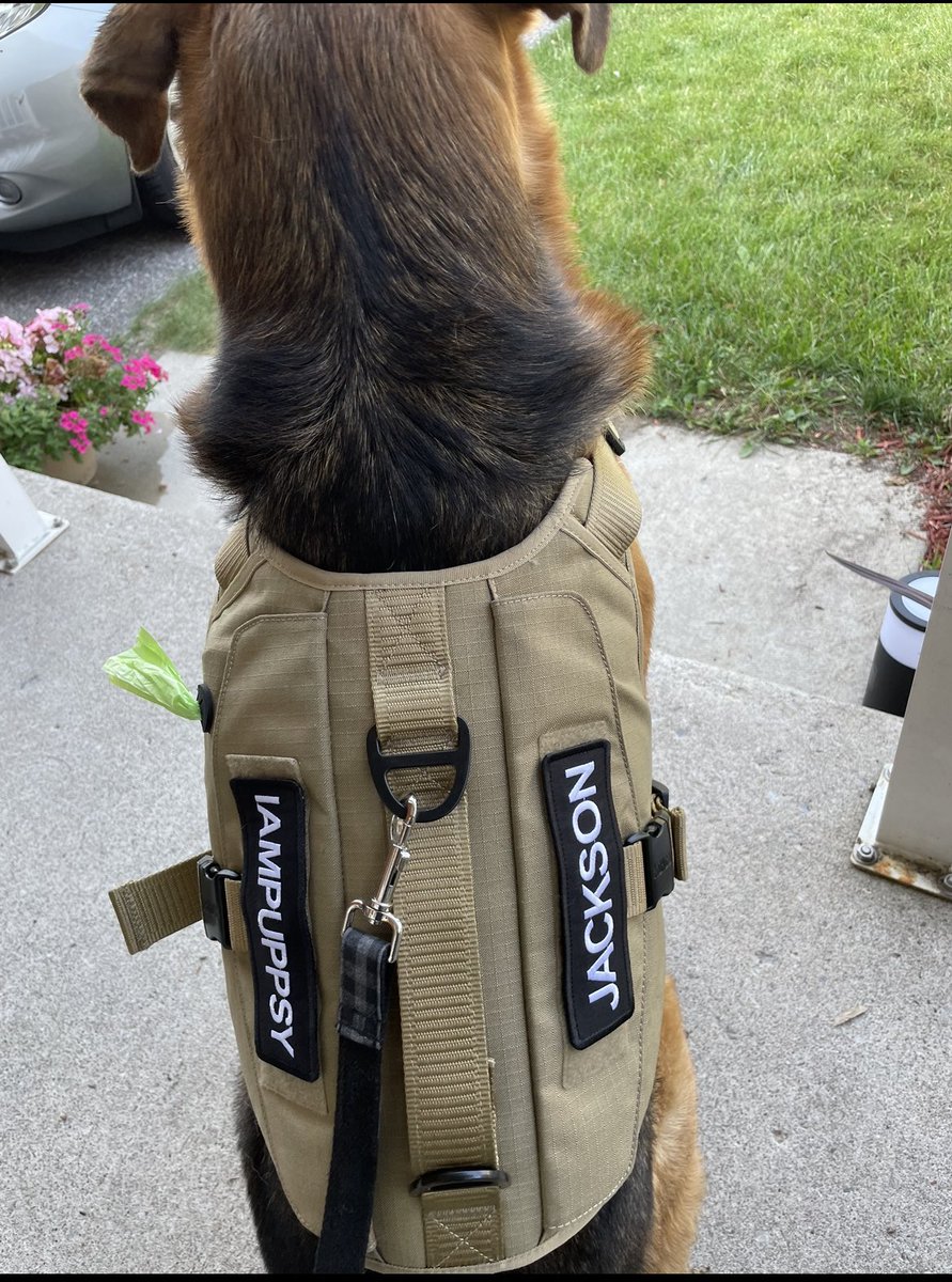 JacksonTheHuski's tweet photo. So , look what I got ?! A new #Kong harness . 
Now you guys can remembers my name ! https://t.co/myOdQ3g0ou